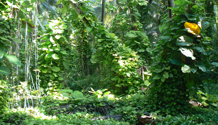 Some of the dense foliage that enshrouds the islands and islets that make up Palmyra Atoll National Wildlife Refuge. Photo courtesy of the USFWS.