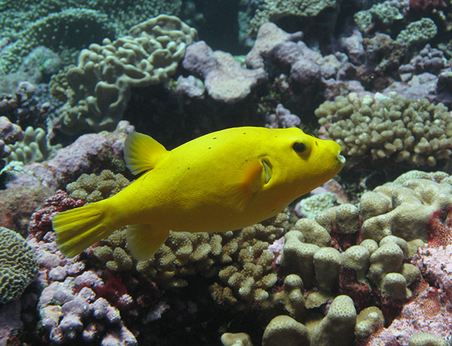 A golden puffer among the coral at Palmyra Atoll National Wildlife Refuge. Photo courtesy of USFWS/Amanda Pollock.