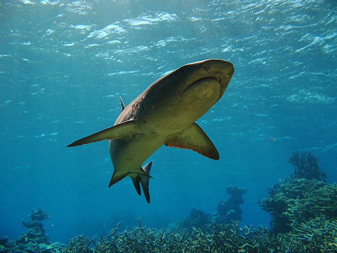 A grey reef shark patrols a reef at Palmyra Atoll National Wildlife Refuge. Image courtesy of the USFWS. 