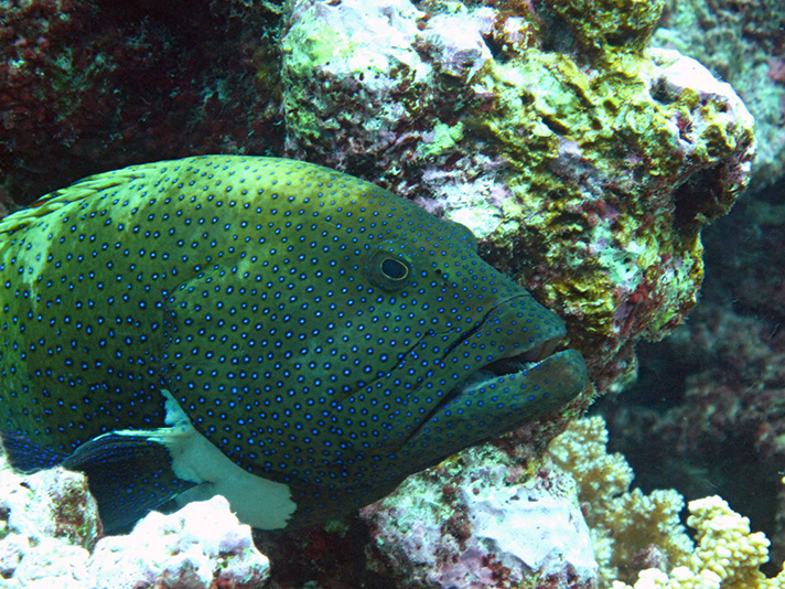 A peacock grouper defends his section of reef at Palmyra Atoll National Wildlife Refuge. Photo courtesy USFWS/Amanda Pollock.