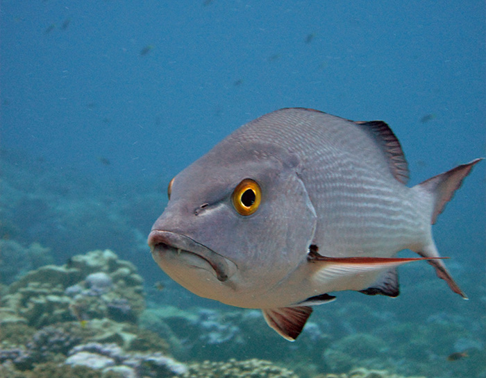 A red snapper glares while on patrol at Palmyra Atoll National Wildlife Refuge. Photo courtesy of the USFWS/Amanda Pollock. 