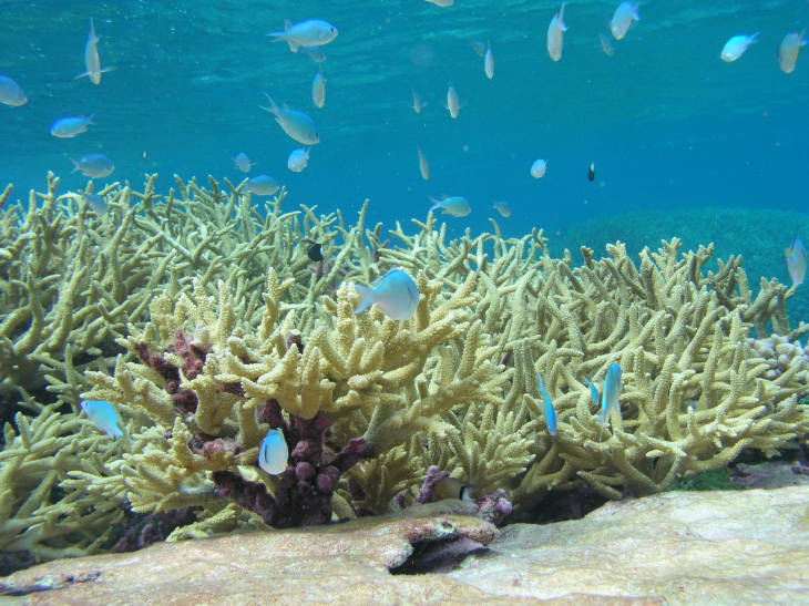 Two species of reef fish - blue-green chromis and bicolor chromis - swim among the staghorn coral at Palmyra Atoll National Wildlife Refuge. Image courtesy of USFWS/Amanda Meyer. 
