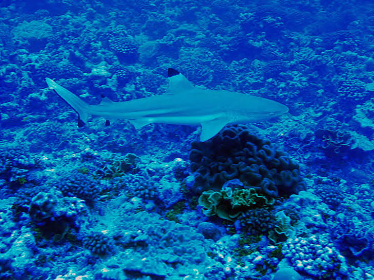 Blacktip reef shark on the north side of the Palmyra Atoll. Image courtesy of USFWS/Laura M. Beauregard.