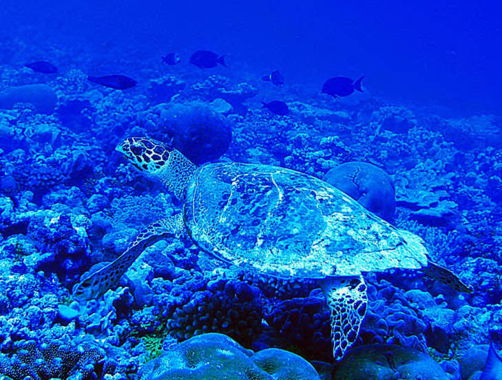 An endangered hawksbill sea turtle at a depth of 18 m (60 ft) off the Palmyra Atoll. Photo courtesy of the USFWS/Laura M. Beauregard.