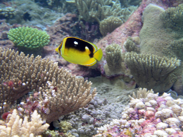 A butterfly fish cruises among the corals at Palmyra Atoll National Wildlife Refuge. Image courtesy of USFWS/ Alex Wegmann.