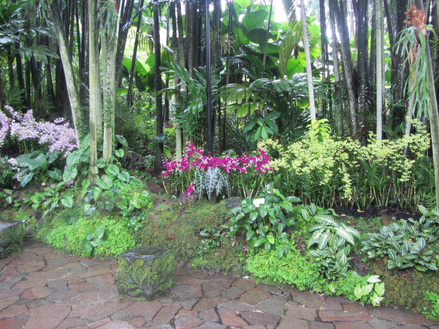 Orchids in the National Orchid Garden in Singapore. The Garden is inside the 74-hectare (183-acre) Singapore Botanic Gardens founded in 1859. It has over 20,000 orchid plants on display on 3 hectares (7.4 acres).