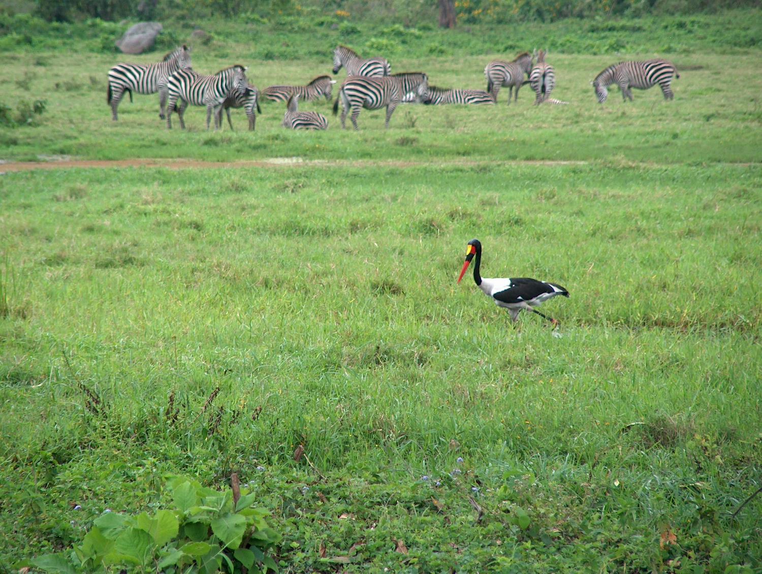 Crane in front of a herd of zebras at Arusha National Park.