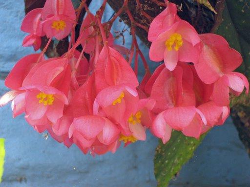Hanging blossoms.