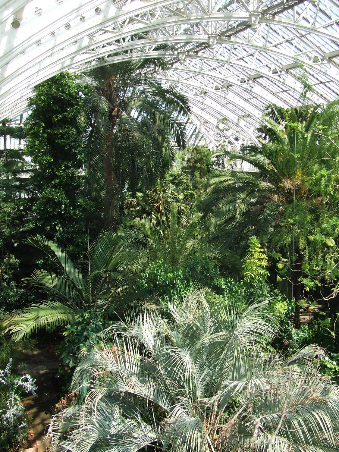 Inside the Palm House at the Royal Botanic Gardens at Kew, England. 