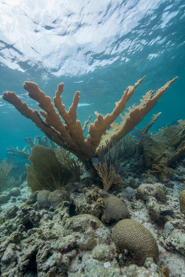 Elkhorn coral at Buck Island Reef National Monument. Photo courtesy of the US National Park Service/S. Pershern.