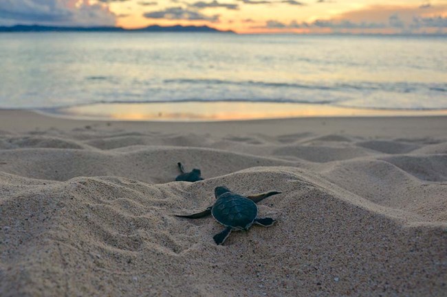 Green sea turtle hatchlings on Buck Island make their way to the sea. Photo courtesy of the US National Park Service.