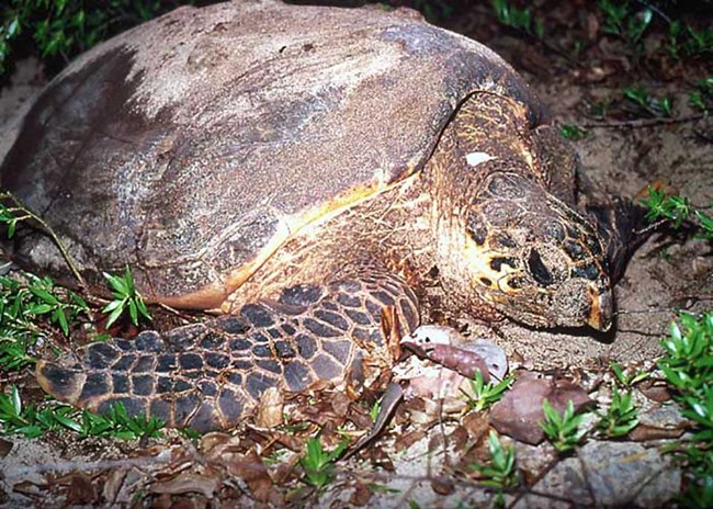 Hawksbill Turtle nesting at Buck Island. Photo courtesy of the US National Park Service.