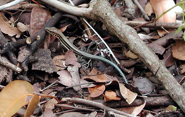Close-up of an endangered Saint Croix ground lizard on Buck Island. Photo courtesy of the US National Park Service.