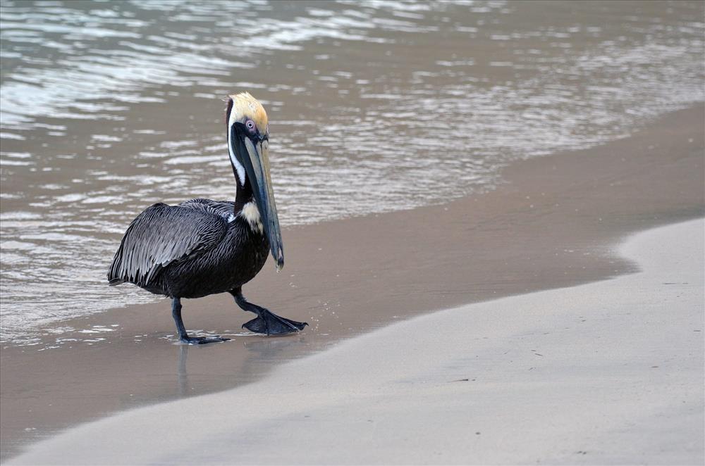 A brown pelican on a beach at Virgin Islands National Park. Photo courtesy of the US National Park Service.