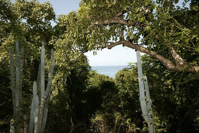 After years of effort, the dry subtropical hardwood forest is beginning to recover on Buck Island. Photo courtesy of the US National Park Service.