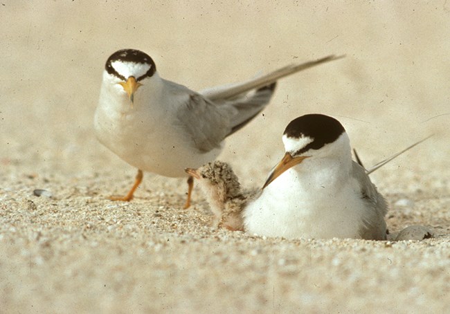 Least terns nest with their chick on West Beach, Buck Island. Photo courtesy of the US National Park Service/ Solvin Zankl.