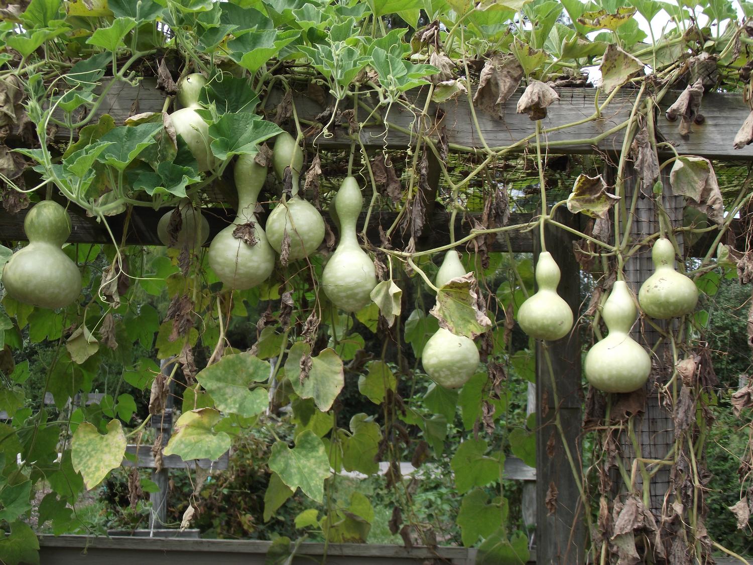 Ripening gourds at the vegetable garden display at Longwood Gardens, Kennett Square, Pennsylvania. 