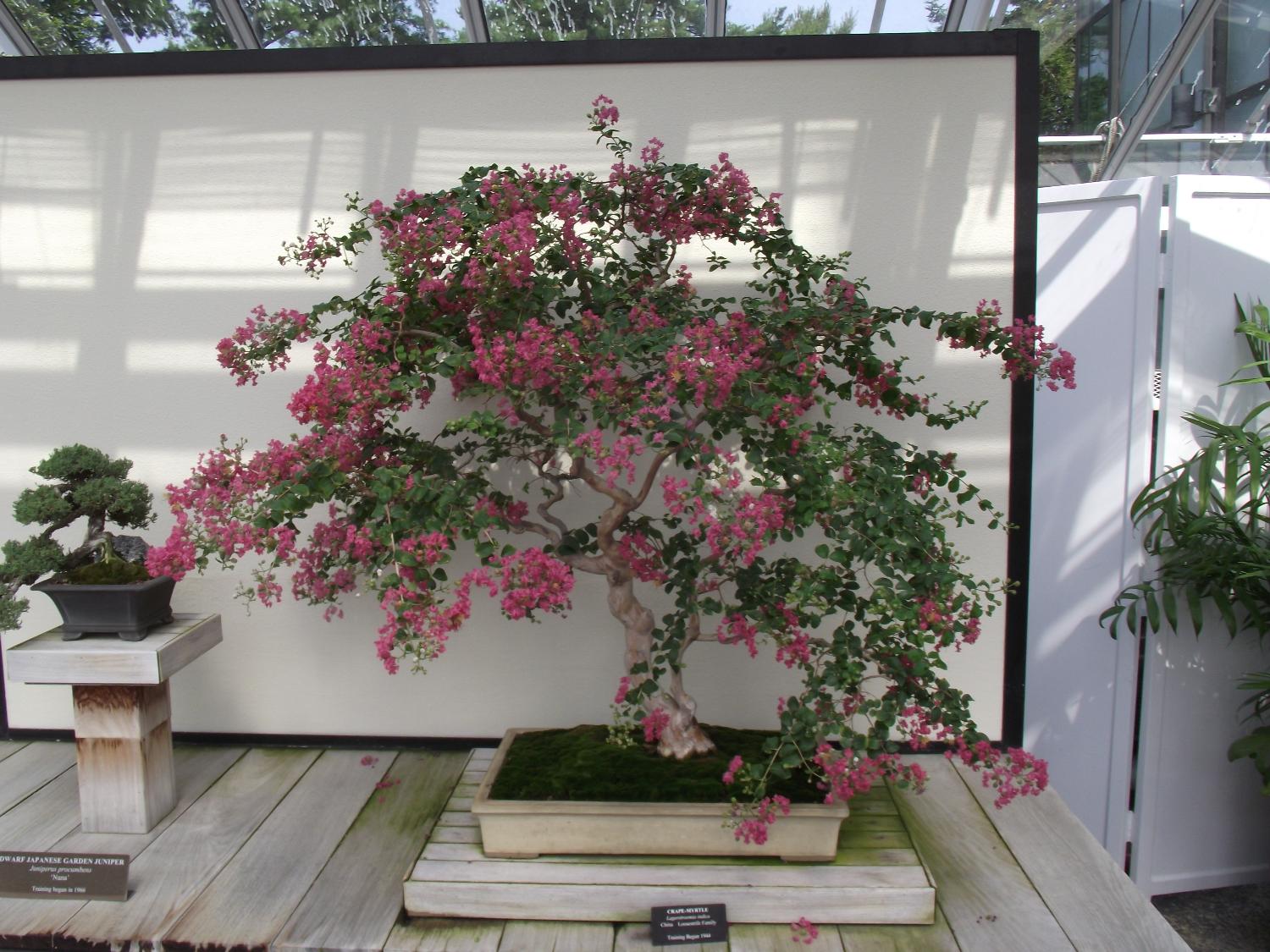 A miniature crepe myrtle in the bonsai garden at Longwood Gardens, Kennett Square, Pennsylvania. 