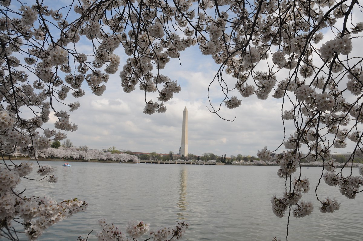 Cherry blossoms frame a view of the Washington Monument from across the Tidal Basin. Photo courtesy of the National Park Service/ Sarah Eddy.