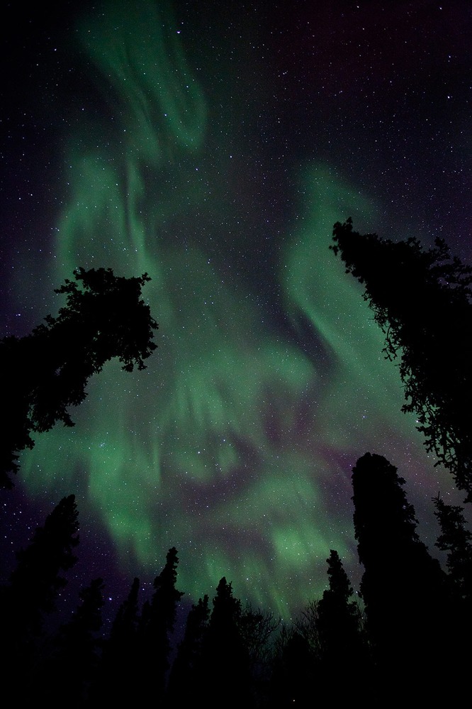 A particularly vivid auroral display in Denali National Park and Preserve, Alaska almost makes the trees appear to be aflame. Photo courtesy of the US National Park Service.