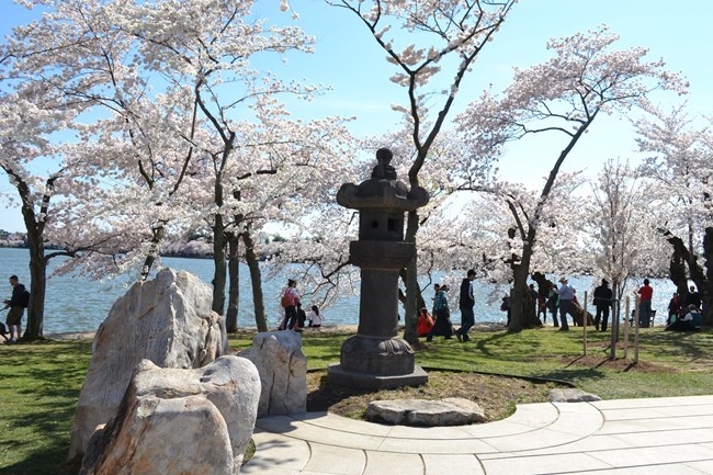Just north of the Tidal Basin, in a grove of cherry trees where rests a centuries-old granite Japanese lantern. Photo courtesy of the National Park Service.