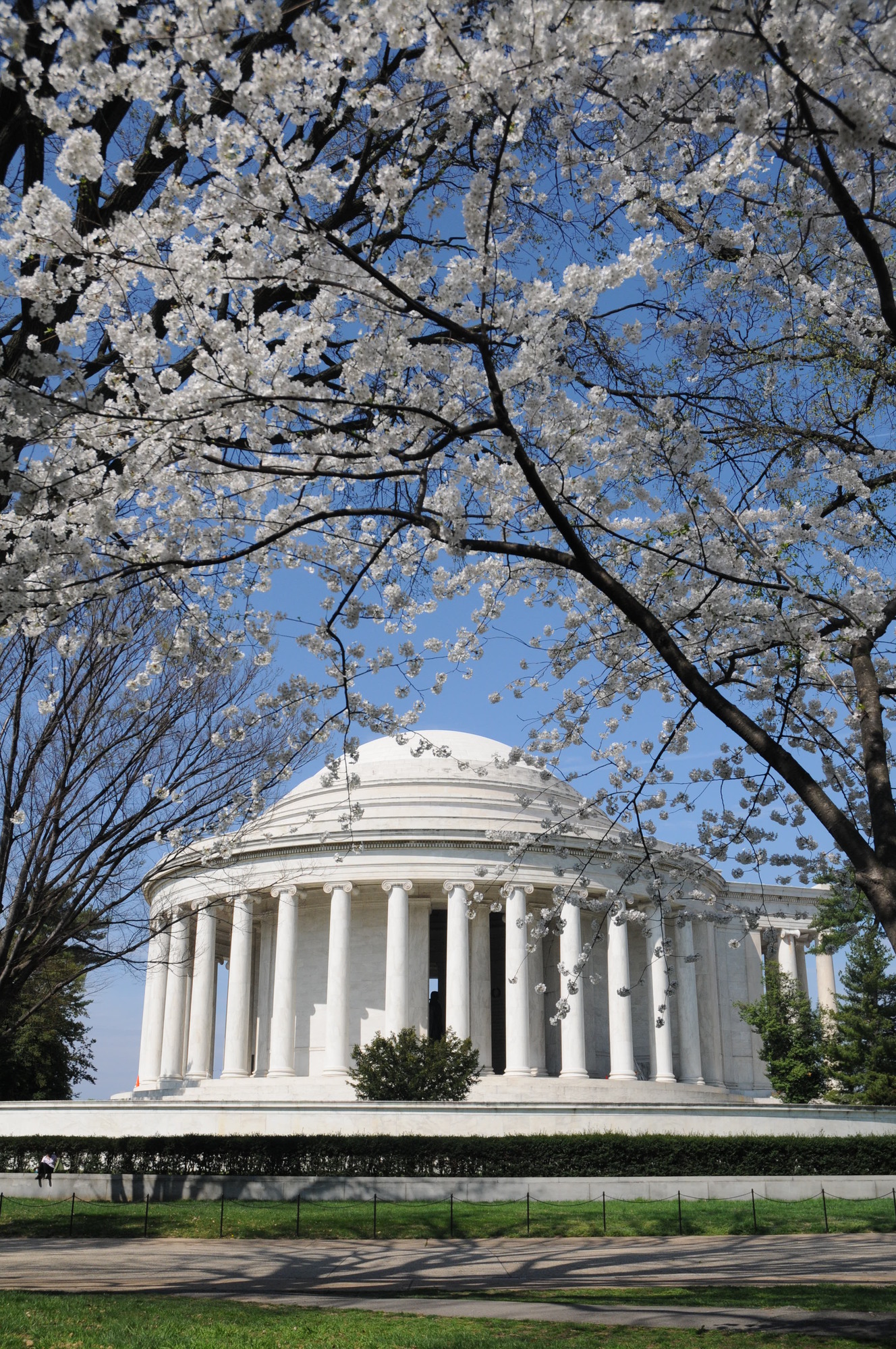 Cherry blossoms frame the Thomas Jefferson Memorial, which stands at the edge of the Tidal Basin in the monumental core of Washington, D.C. Photo courtesy of the National Park Service/ Sarah Eddy.