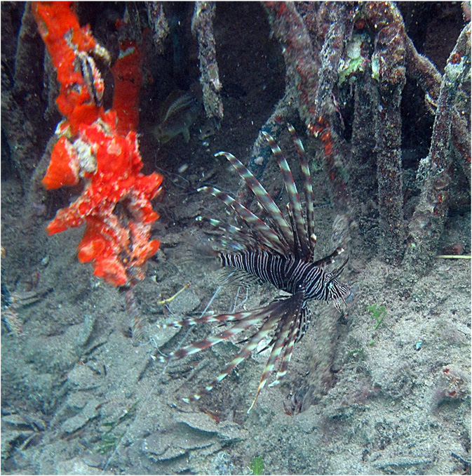 A red lionfish in the waters of Virgin Islands Coral Reef National Monument. Photo courtesy of the US National Park Service / Caroline Rogers.