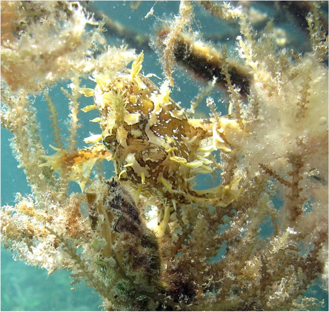 A Sargassum frogfish in the waters of Virgin Islands Coral Reef National Monument. Photo courtesy of the US National Park Service / Caroline Rogers.