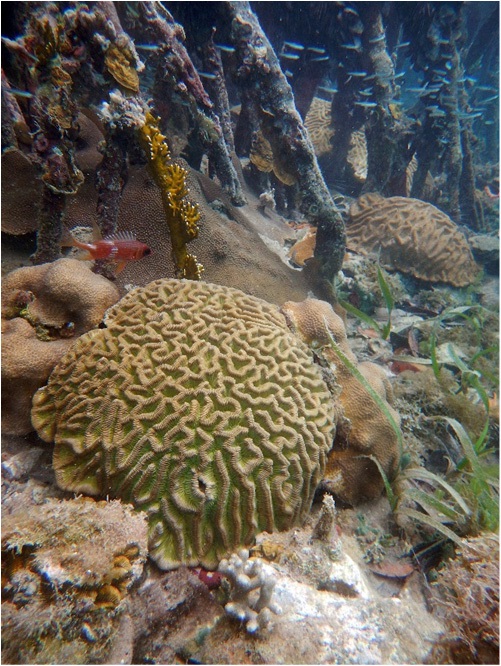 Boulder brain coral bookended by two examples of mountainous star coral in the waters of Virgin Islands Coral Reef National Monument. Photo courtesy of the US National Park Service / Caroline Rogers.