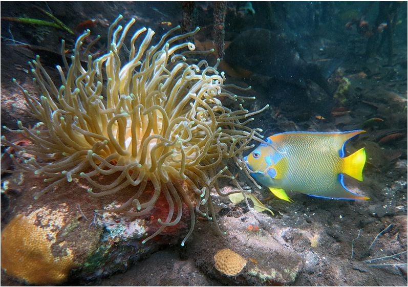 A queen angelfish in the waters of Virgin Islands Coral Reef National Monument. Photo courtesy of the US National Park Service / Caroline Rogers.