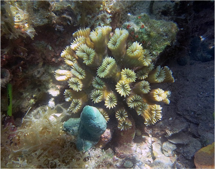 Smooth flower coral in the waters of Virgin Islands Coral Reef National Monument. Photo courtesy of the US National Park Service / Caroline Rogers.