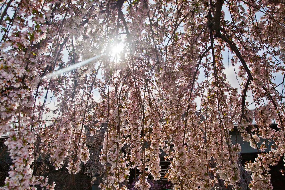 Tidal Basin weeping cherry blossoms in sunlight. Photo courtesy of the National Park Service.