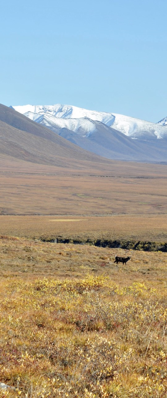 A solitary caribou in the vastness of the Alaskan landscape. Caribou (Rangifer tarandus), also referred to as reindeer,  are native to the Arctic tundra and Sub-Arctic Taiga (boreal forest) with a circumpolar distribution across North America and northern Eurasia. 