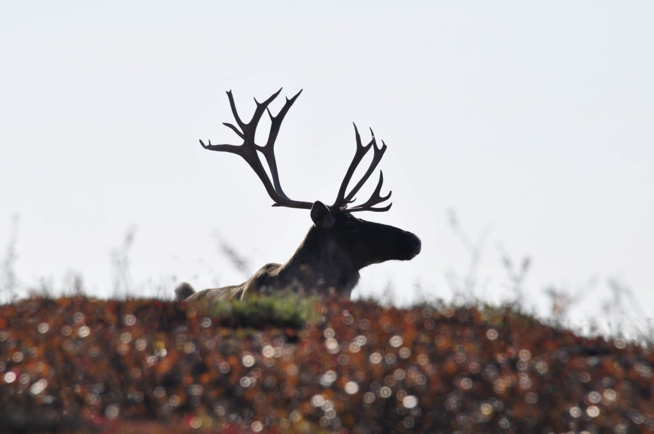 Caribou (reindeer) bull seen in Alaska. Caribou (Rangifer tarandus) are native to the Arctic tundra and Sub-Arctic Taiga (boreal forest) with a circumpolar distribution across North America and northern Eurasia. 