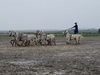 Outdoor show at the Bakodpuszta Equestrian Center near Kalocsa showing a rider controlling ten horses. 