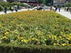 Flowers in a square in Bilbao, the capital of Bizkaia (Basque) Province.  Signs are in Spanish and Basque. 