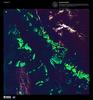 What might be mistaken for dinosaur bones being unearthed at a paleontological dig in this false color satellite image are some of the individual reefs that make up the Great Barrier Reef, the world's largest tropical coral reef system. The reef stretches more than 2,000 km (1,240 mi) along the coast of Queensland and is a UNESCO World Heritage Site. It supports astoundingly complex and diverse communities of marine life and is the largest structure on the planet built by living organisms. Image courtesy of USGS.