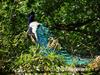A peacock in the Schoenbrunn Tiergarten (Zoo). Founded originally as an imperial menagerie in 1752, it is today the oldest zoo in the world. 