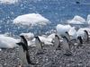 Adelie penguins on the march at Brown Bluff at the end of the Tabarin Peninsula.