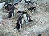 Gentoo penguins nesting. The distinguishing feature of these penguins is the wide white stripe across the top of the head that in some ways resembles a bonnet.