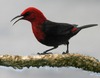 A cardinal honeyeater, named segasega mau'u in Samoan. Photo courtesy of the US National Park Service.