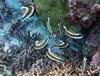 Pennant bannerfish go by the Samoan name laulaufau-laumea. Photo courtesy of the US National Park Service.