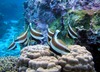 Pennant bannerfish go by the Samoan name laulaufau-laumea. Photo courtesy of the US National Park Service.