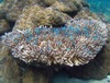 Bluegreen chromis damselfish hovering over coral; their Samoan name is i'alanumoana. Photo courtesy of the US National Park Service.