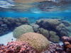 Porites and Acropora coral species in reef flat pools in the National Park of American Samoa on Ofu, Manuʻa Islands Group. Photo courtesy of the USGS/ Curt Storlazzi.