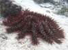 A crown-of-thorns starfish. Photo courtesy of the US National Park Service.