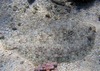 Flounders camouflage themselves by lying on the bottom of the ocean floor as protection against predators. Photo courtesy of the US National Park Service.