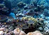 A school of goldspot seabream. Photo courtesy of the US National Park Service.