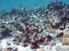 Striped bristletooth tangs are named ‘pone’ in Samoan. Photo courtesy of the US National Park Service.