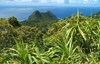 Rainforest opening on Polauta Ridge. Photo courtesy of the US National Park Service.